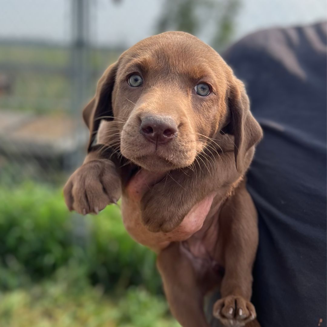 Wagging Tails | Edmonton Kennel & Alberta Labrador Breeder