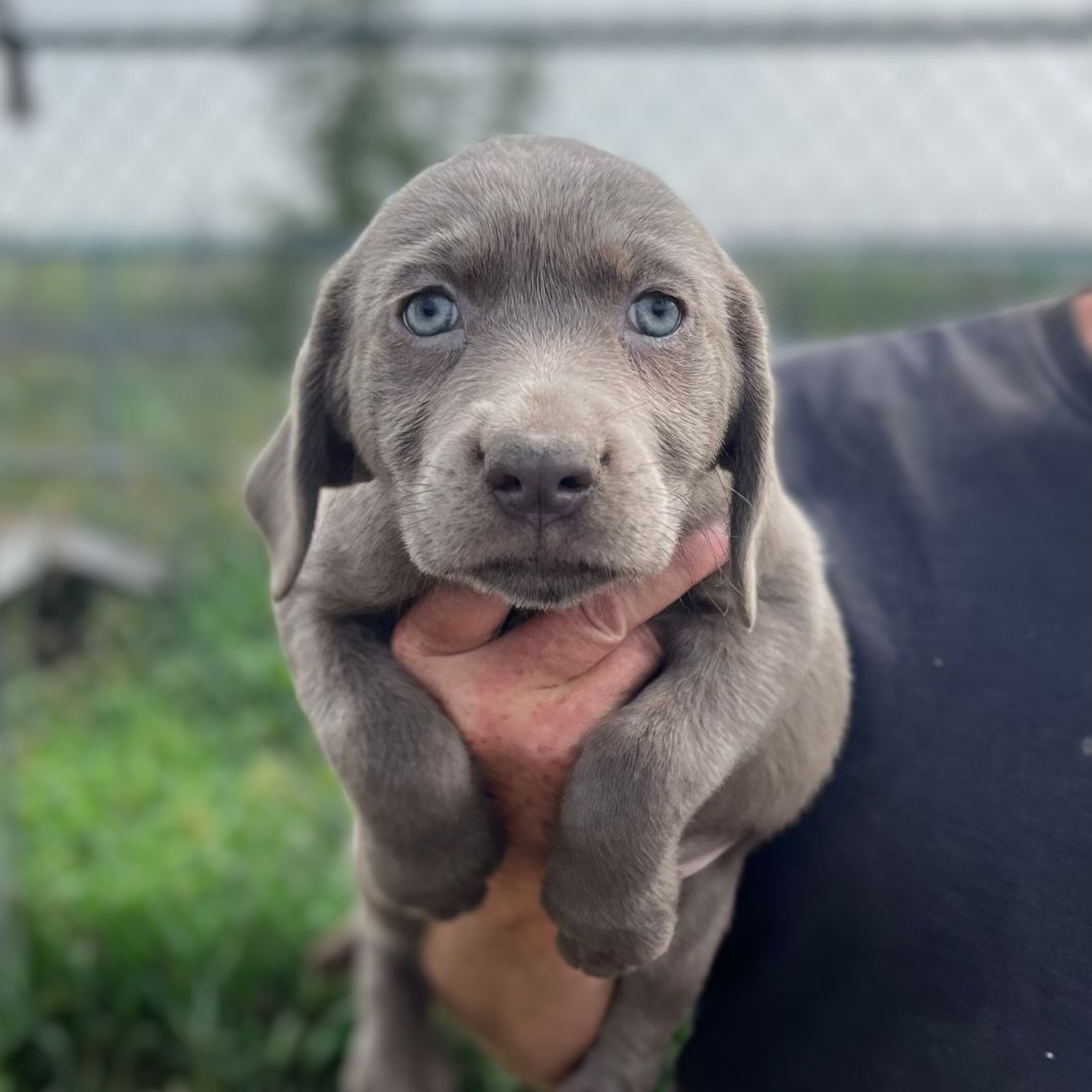 Wagging Tails | Edmonton Kennel & Alberta Labrador Breeder